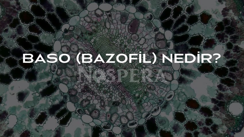 Baso (Bazofil) Hücreleri Hakkında Bilgi